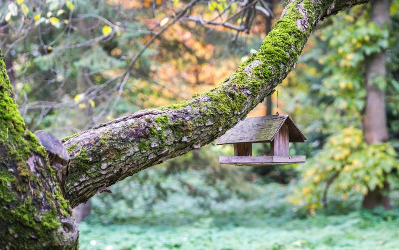 Ein Vogelhaus im Garten: So schaffen Sie einen sicheren Rückzugsort für Vögel