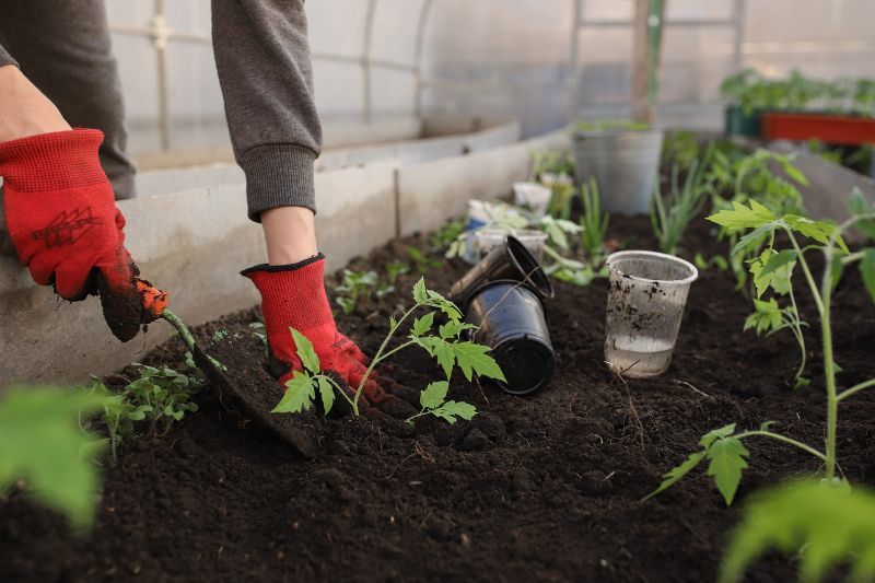 Bepflanzungsideen für jedes Gartenbeet: Dein Guide zur perfekten Gartengestaltung